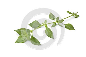 Twig of fresh lemon basil