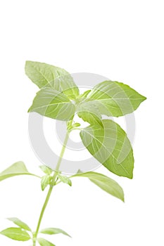 Twig of fresh lemon basil