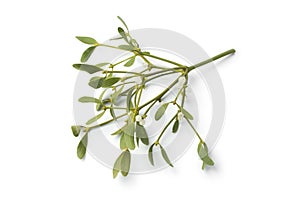 Twig of fresh mistletoe isolated