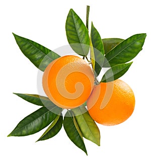 Twig of fresh ripe oranges.