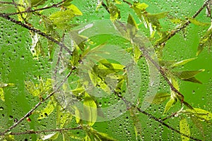 Twig with fresh spring leaves after rain