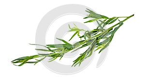 twig of fresh tarragon (estragon) isolated