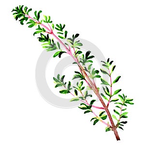 Twig of fresh thyme herb leaves isolated, watercolor illustration on white