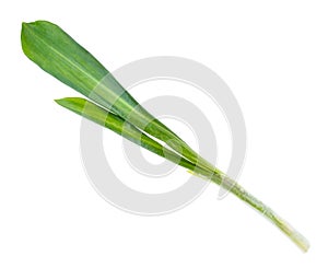 Twig of fresh wild garlic ramson cutout on white