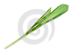 Twig of fresh wild leek ramson cutout on white