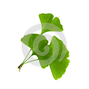 Twig with ginkgo biloba leaves isolated on a transparent background. Green, fresh leaves of Maidenhair