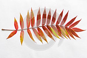 Twig with gradient autumn red leaves