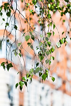 Twig of green birch tree and apartment house