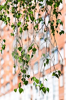 Twig of green birch tree and urban house