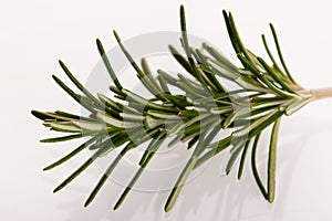 Twig of green fresh rosemary,mediterranian spice.