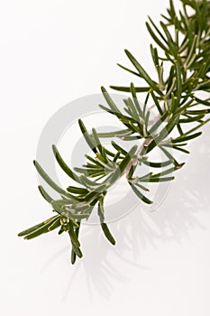 Twig of green fresh rosemary,mediterranian spice. photo