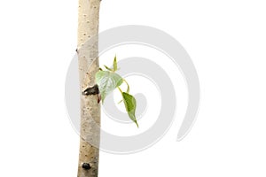 Twig and green leaf frame isolated white
