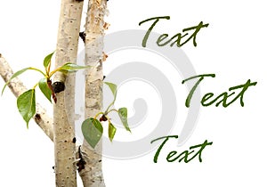 Twig and green leaf frame isolated white