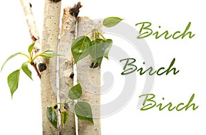 Twig and green leaf frame isolated white