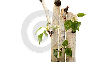 Twig and green leaf frame isolated white