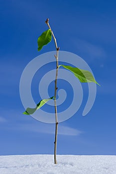 Twig growing through the snow