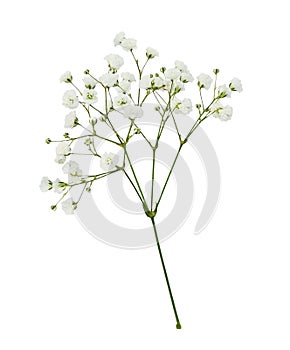 Twig of gypsophila flowers isolated
