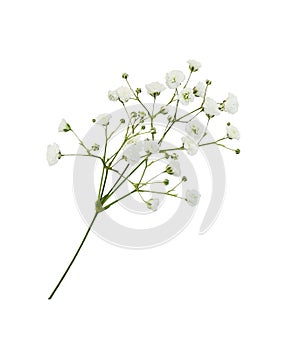 Twig of gypsophila flowers isolated