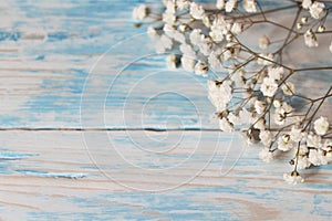 Twig Gypsophila of small white flowers close-up on a blue background.