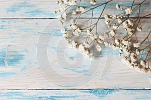 Twig Gypsophila of small white flowers close-up on blue shabby wooden background.