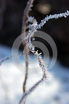 Twig with hoarfrost.