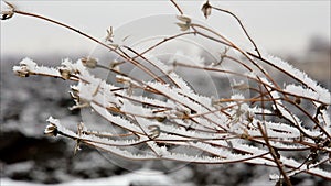 Twig with hoarfrost in winter field