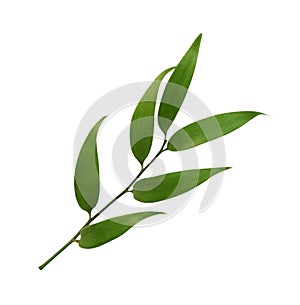 Twig of italian ruscus (DANAE RACEMOSA) with green leaves isolated