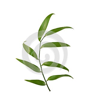 Twig of italian ruscus (DANAE RACEMOSA) with green leaves isolated