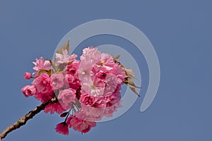 Twig with Japanese cherry blossoms against a clear blue sky - Prunus serrulata photo