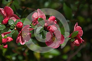 Twig Japanese quince or Chaenomeles speciosa, blooming with a delicate red color in spring