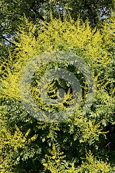 Twig with leaves and blossom of a celestial tree or Ailanthus altissima