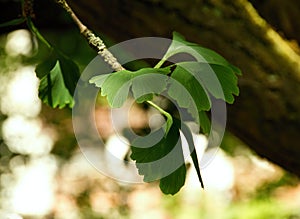 Twig with leaves of Ginkgo Biloba