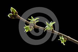 A twig of lilac with young spring leaves on black background