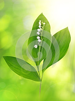 Twig of Lilly of the valley