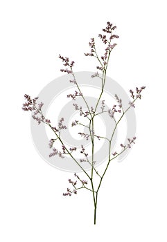 Twig of limonium small flowers isolated