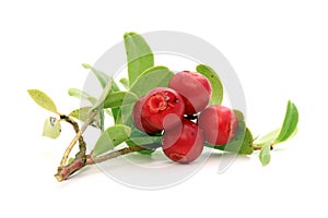 Twig of lingonberry with drops photo