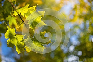 Twig with maple leaves close up