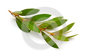 Twig of Melaleuca, paperbarks, honey-myrtles or tea-tree, bottlebrush. Isolated on white background