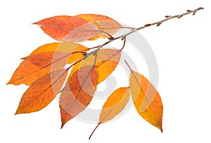Twig with orange leaves
