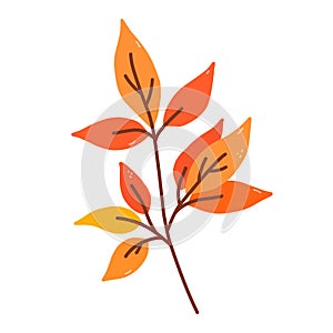 Twig with orange and yellow leaves isolated on white background