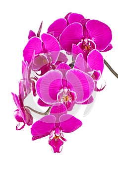 Twig of orchid