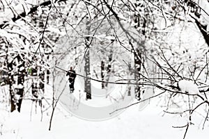 twig over ski track in snowy forest in winter day