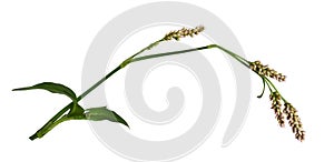 Twig of Persicaria flowers and leaves isolated