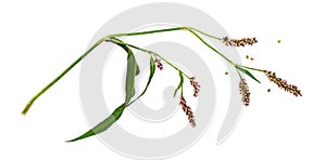 Twig of Persicaria flowers and leaves isolated