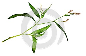 Twig of Persicaria flowers and leaves isolated