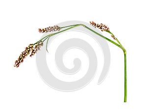 Twig of Persicaria flowers and leaves isolated