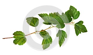 Twig of Physocarpus opulifolius with green leaves isolated on white or transparent background