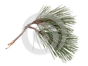 A twig of pine with green needles. Isolated on white. Close-up.