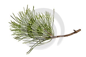 Twig of pine tree isolated on white background