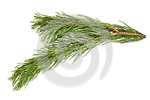 Twig of pine tree isolated on white background